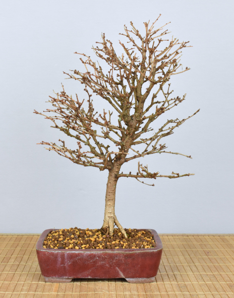 Preview: Bonsai Outdoor, Japanische Lärche (Larix kaempferi)